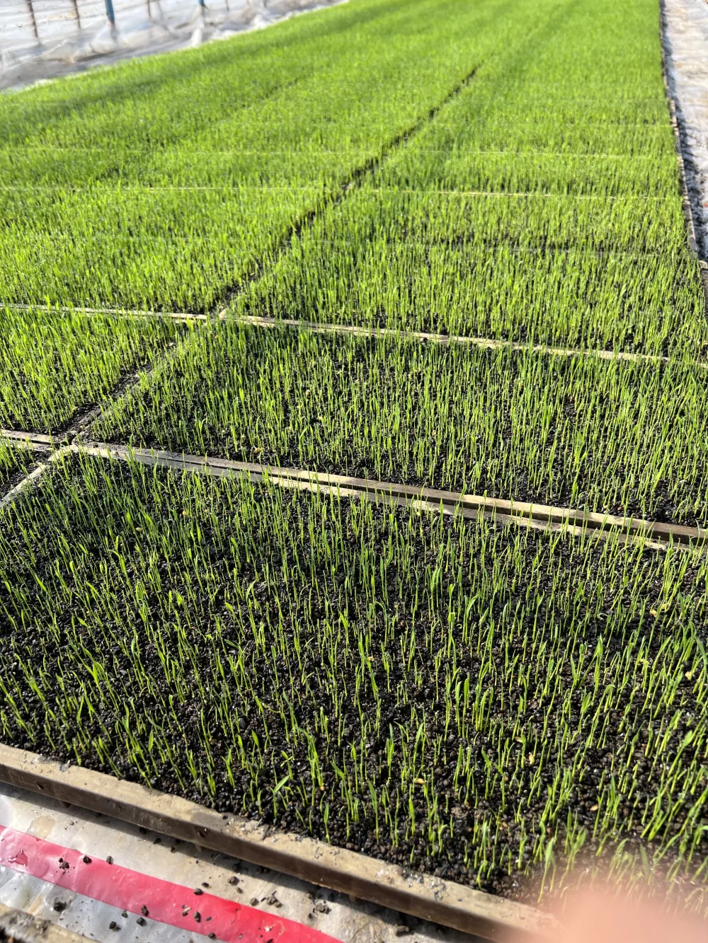 令和5年新潟産　植酸栽培米　ﾐﾙｷｰｸｲｰﾝ 