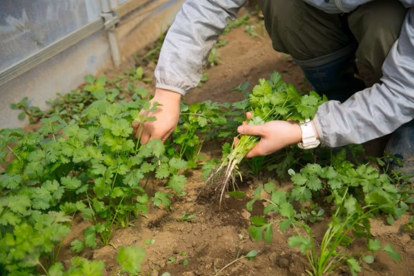 8月9日はパクチーの日！