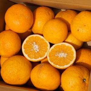 訳あり「甘夏」7kg　収穫順調~20％off！！　黒点、キズ有！ 