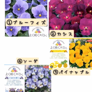 人気品種★良く咲くスミレ！花色と名前が可愛い選べる花色