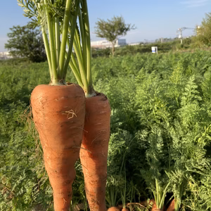 生で食べてみて！　無農薬にんじん