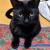 サバ神楽チロル