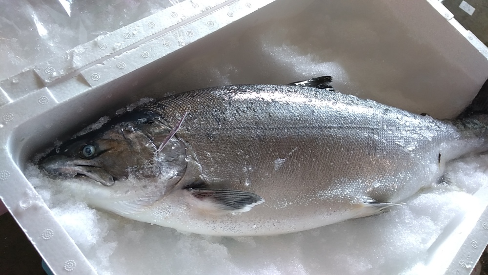 限定注意 幻の魚4kg以上 匠の活〆 サクラマス 農家漁師から産地直送の通販 ポケットマルシェ