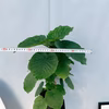 ［在庫］　フィカス　ウンベラータ　6号　観葉植物　室内　ゴムの木　かわいい