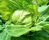 【クール仕様】野菜ボックス　Ｓ・M サイズ