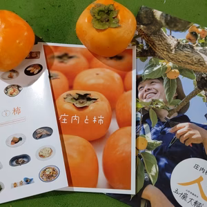 甘くて瑞々しい種無し庄内柿 山形県鶴岡市
