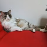 きゃす すーさん