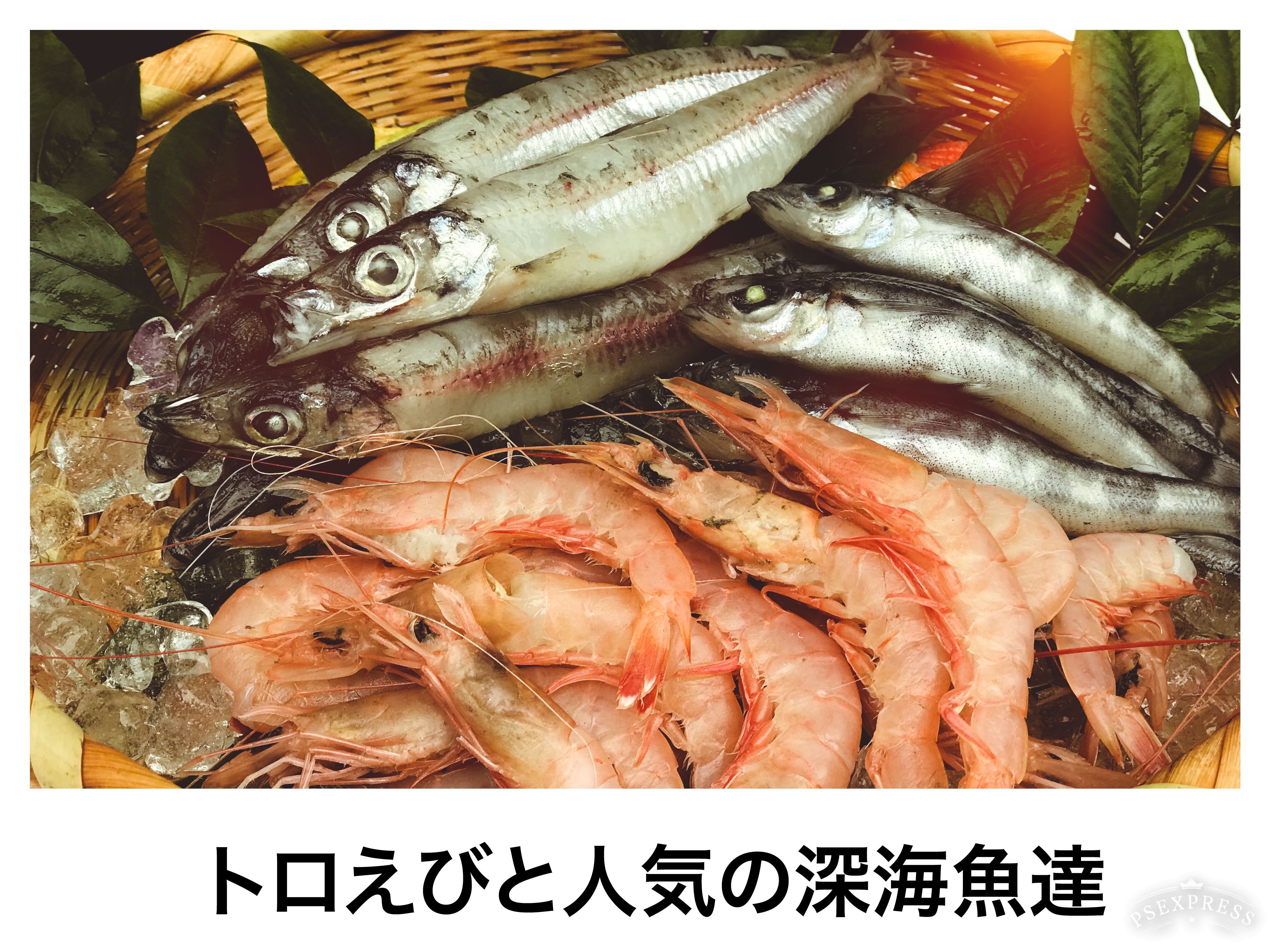 父の日ギフト 珊瑚色したトロえび 人気の深海魚達 メギスとメヒカリ 農家漁師から産地直送の通販 ポケットマルシェ