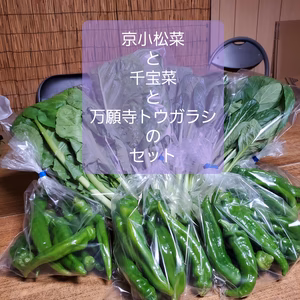 葉物野菜の美味しい季節。千宝菜と小松菜と万願寺とうがらしのセット