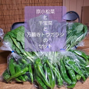 葉物野菜の美味しい季節。千宝菜と小松菜と万願寺とうがらしのセット
