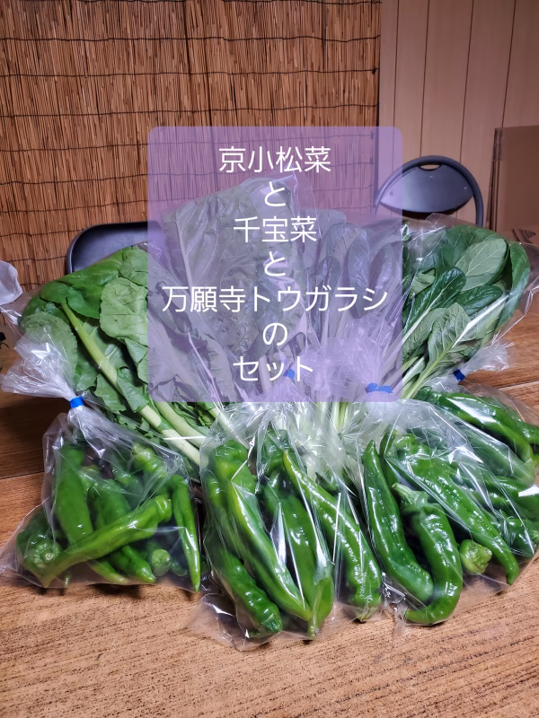 葉物野菜の美味しい季節。千宝菜と小松菜と万願寺とうがらしのセット