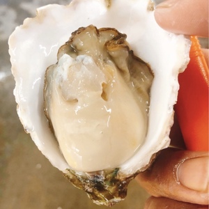 大入島産　天然岩牡蠣　7〜8kg セット