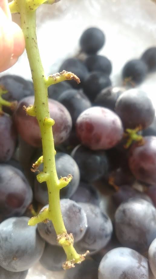 11813481_1047273065290744_1240700814332114261_n