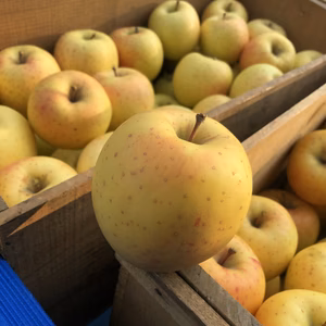 太陽の恵みたっぷり　サン金星