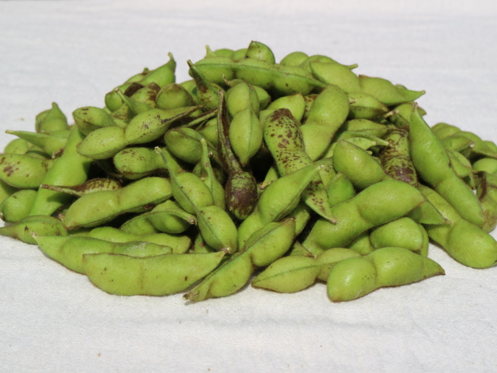 農薬不使用 丹波篠山市産 丹波白大豆枝豆 さやのみ５００g 農家漁師から産地直送の通販 ポケットマルシェ