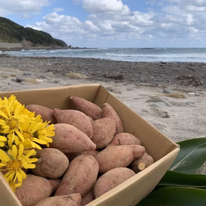 甘くて美味しい安納芋・種子島産・有機農業・中小サイズ(火が通りやすい)