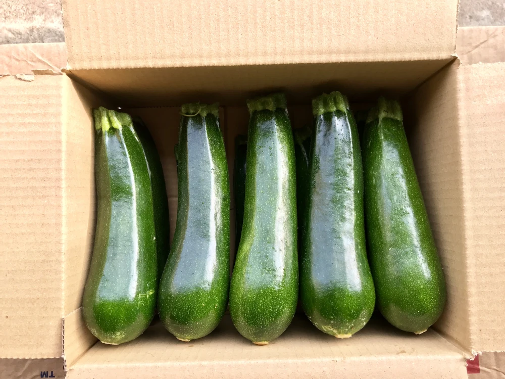 【鹿児島産】甘塩ズッキーニ箱込み2キロ^_^