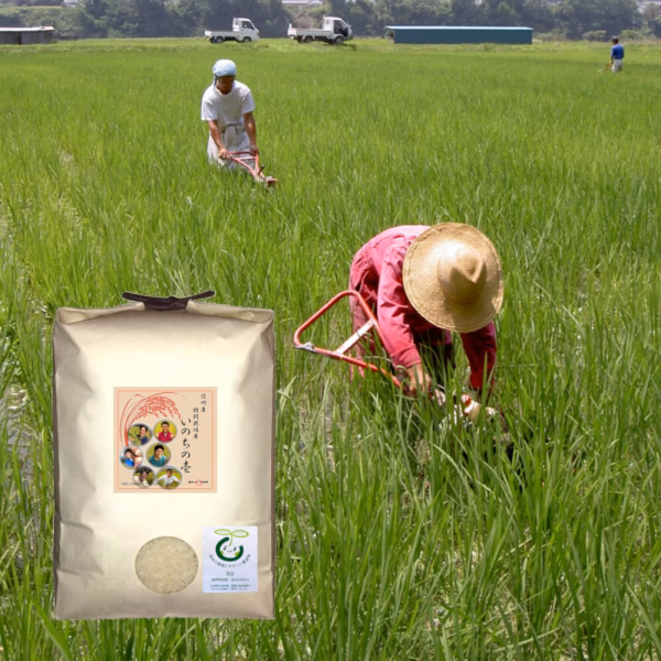 【訳あり】《白米》信州産 特別栽培米『いのちの壱』大粒の品種です！令和3年産