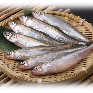 【新鮮】北海道十勝広尾産・船上直送・生の本ししゃも(特大オス)