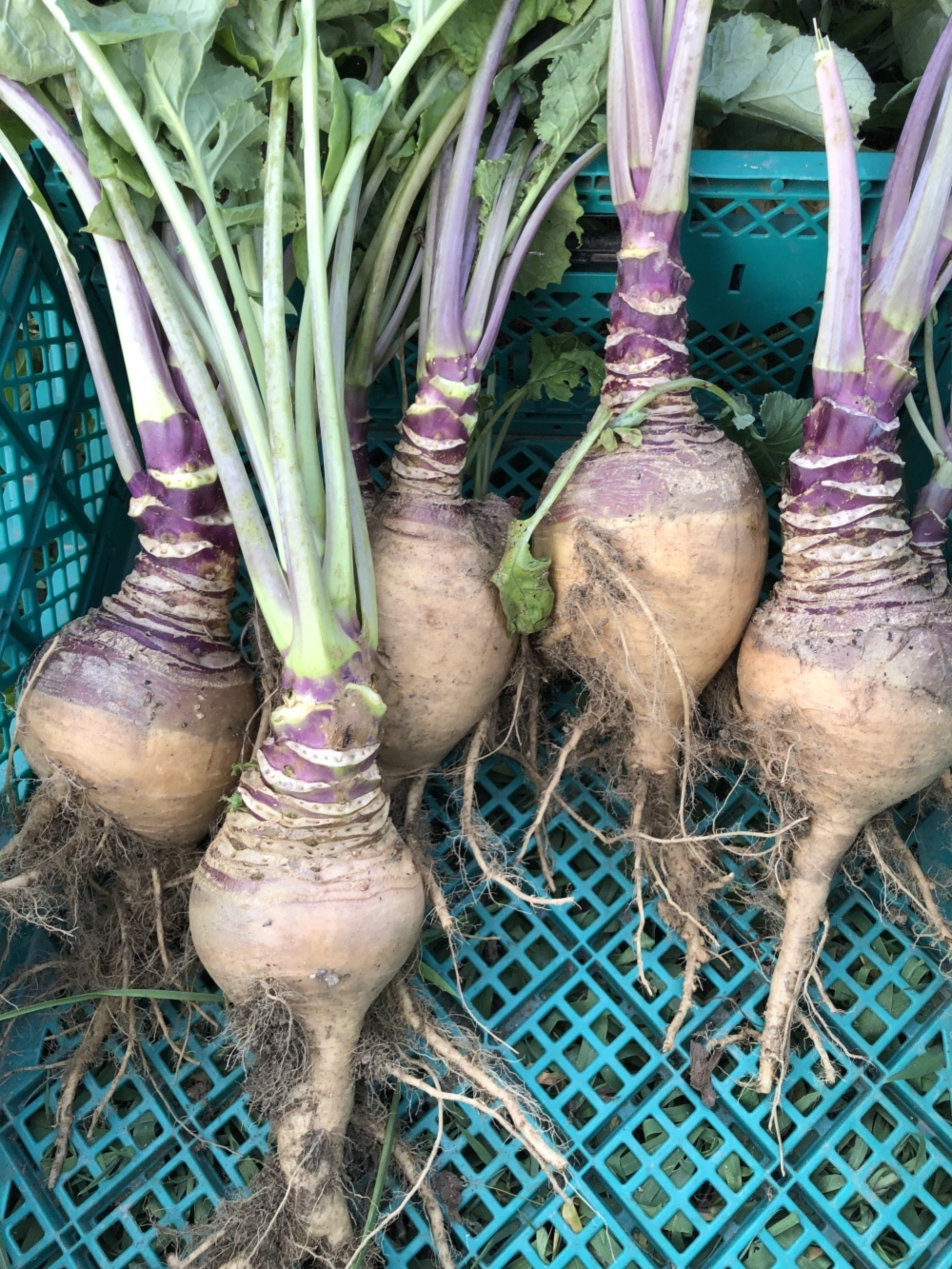 変り種西洋野菜セット 農家漁師から産地直送の通販 ポケットマルシェ