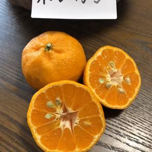 【有機JAS認定】ポンカン