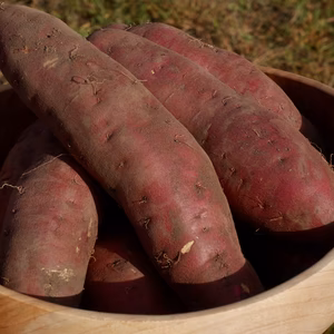 オーガニック食べ比べ！さつまいも３種類（ご家庭・プレゼント　600g）転換期間中
