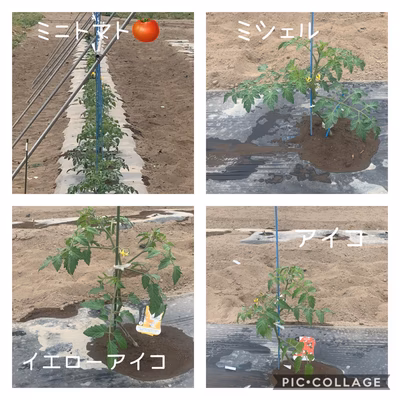 みんなの投稿の画像