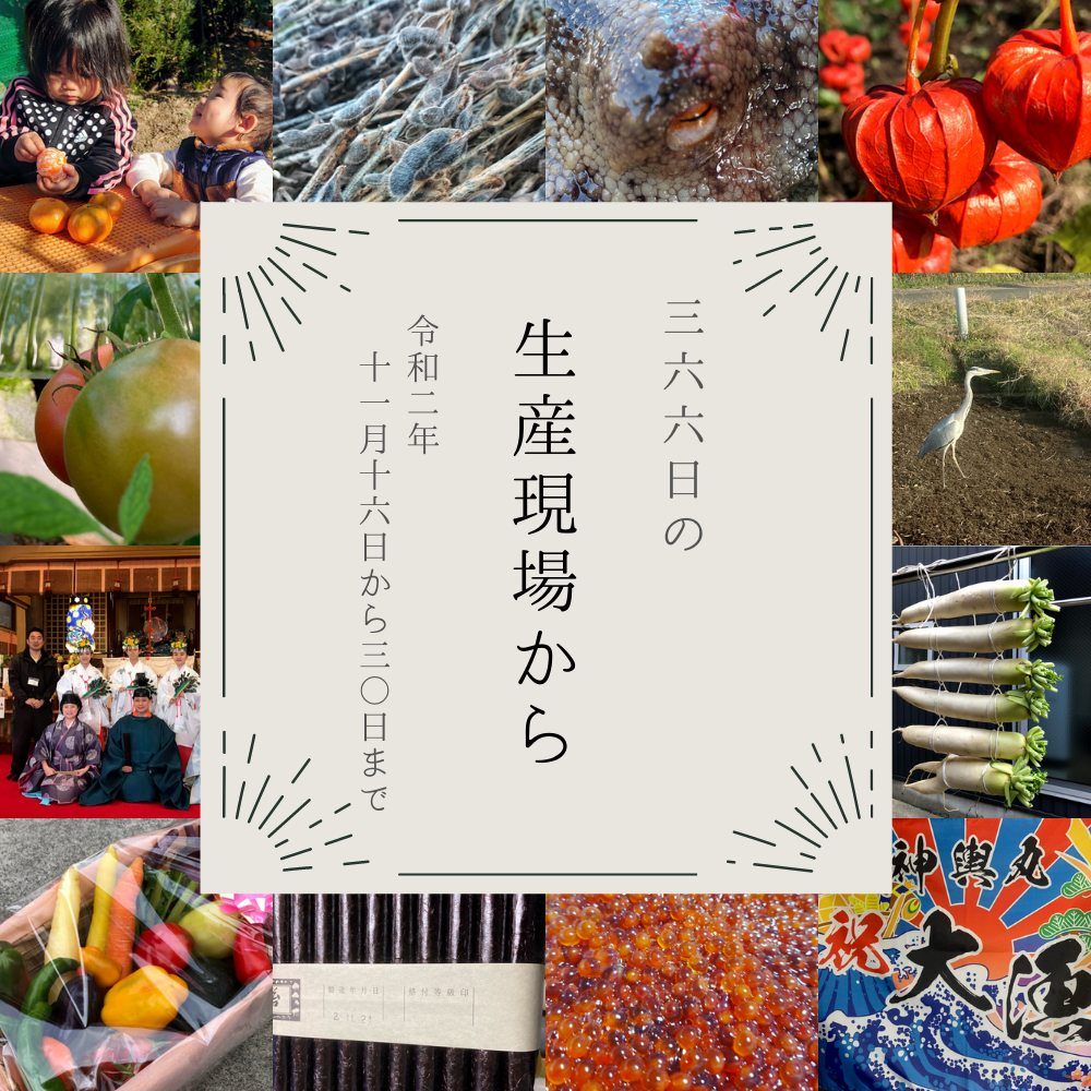 みかん畑…急斜面すぎませんか…😰11月後半の生産現場から | 農家漁師 ...