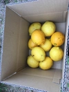 【産直】☆国産レモン約1.5キロ(10玉前後) 減農薬