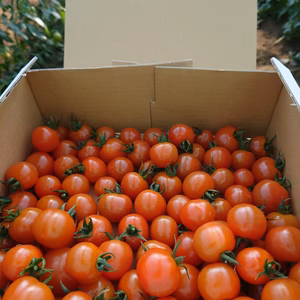 採れたてミニトマト