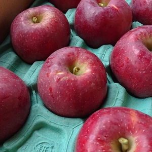 甘くて酸味の少ない美味しいリンゴ「すわっこ」家庭用 送料別