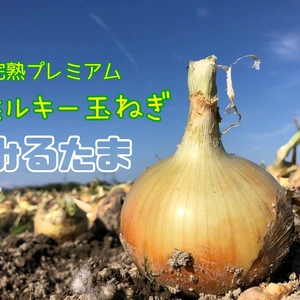 淡路島産玉ねぎ「七宝甘70」｜玉ねぎの商品詳細｜ポケットマルシェ