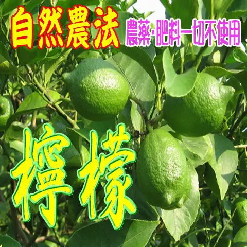 自然農法　グリーンレモン（農薬・肥料一切不使用）