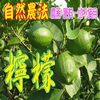 自然農法　グリーンレモン（農薬・肥料一切不使用）