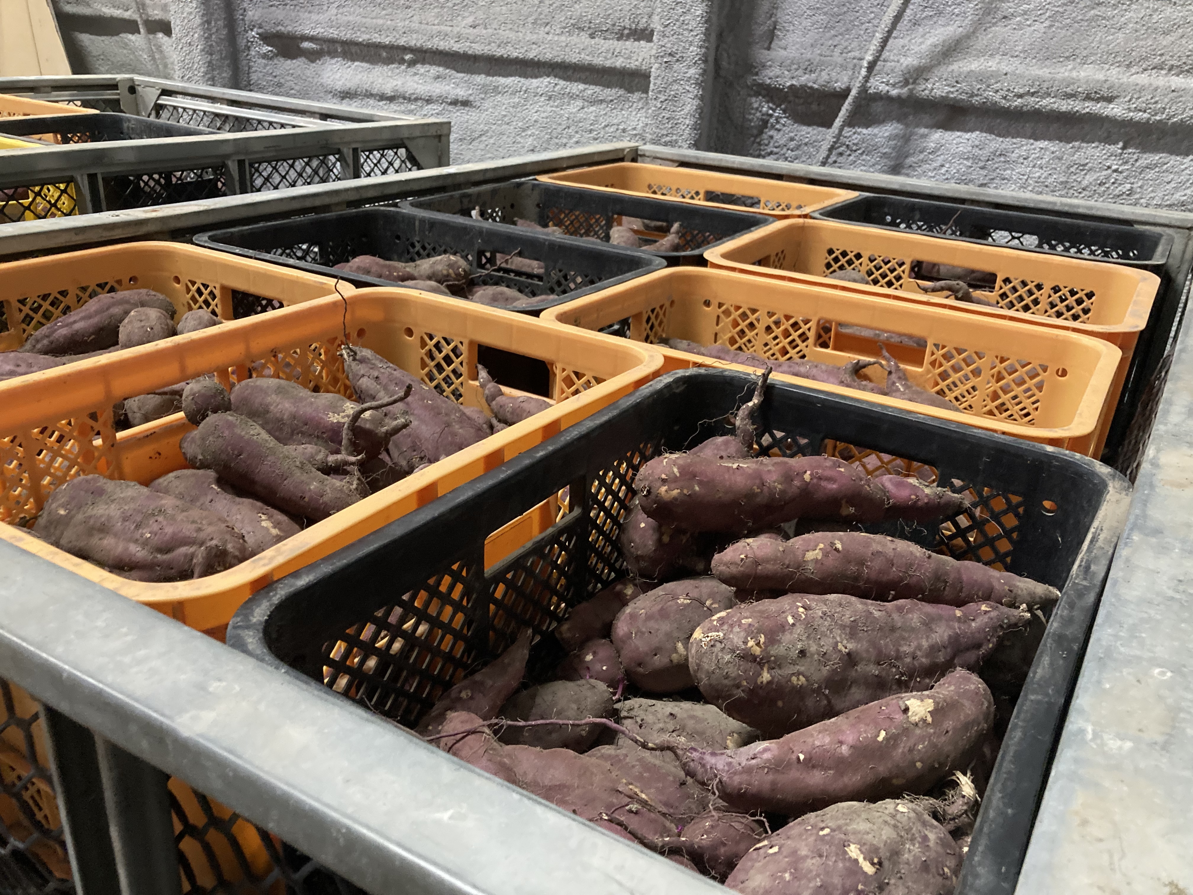 あんこ大前さん規格外さつまいも 送料込み おまけ付き 本日のマルシェのオススメ🍠／ マルシェでは、秋の味覚「さつまいも