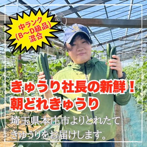 【常温配送/中ランク混合】3kg or 5㎏ きゅうり社長の新鮮朝どれきゅうり