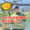 【常温配送/中ランク混合】3kg or 5㎏ きゅうり社長の新鮮朝どれきゅうり