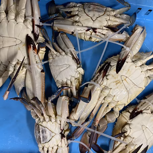 訳ありわたガニ　オス＆メスセット2.6kg位(6匹)入り