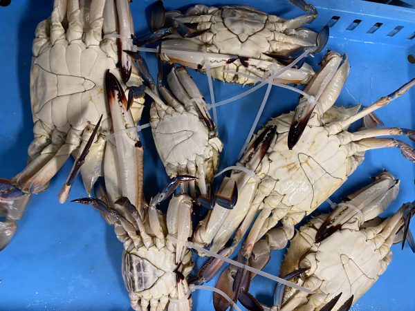 訳ありわたガニ　オス＆メスセット2.6kg位(6匹)入り