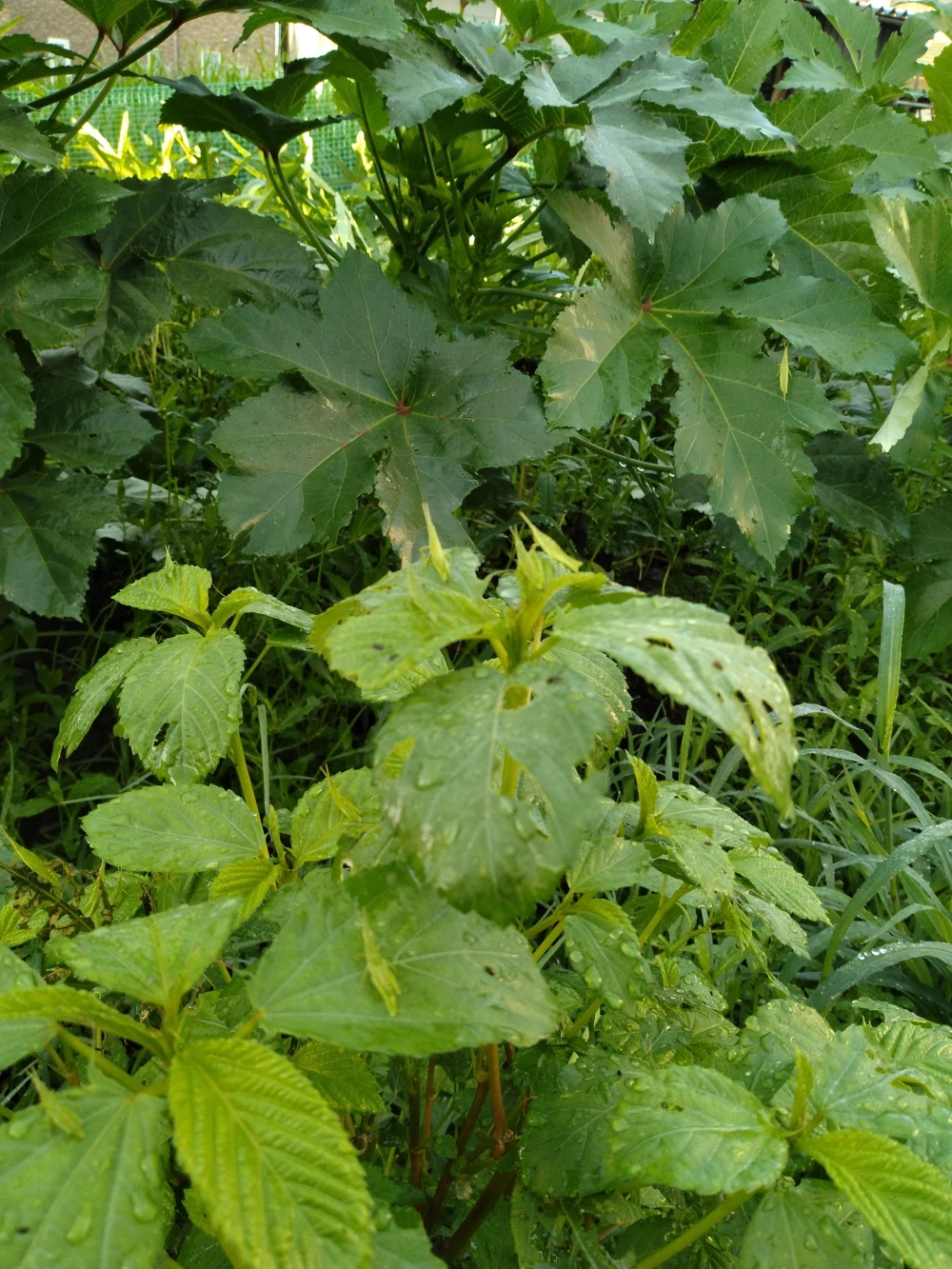 高野山の麓で育った　野菜おまかせセット