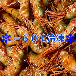 【冷凍便】-60℃で超鮮度抜群！ボタンエビ中小混ざり１㎏・２㎏