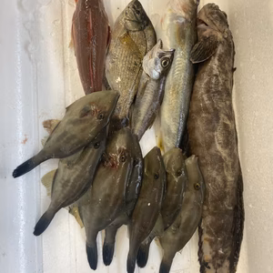 本日、水揚げ‼️ 小魚ガチャセット