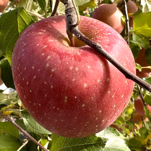 サンふじ　良品　長野県産