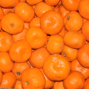 【蔵出し】青島みかん　家庭用　箱入り