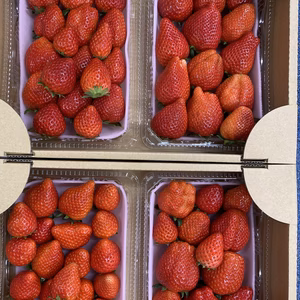 訳あり　バラ詰め　「スカイベリー」　2kg