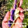 令和４年【送料込!】ホックホクな紫花豆は煮豆がおいしい！【大粒だけの特選】