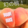 【桃の品種リレー番外編】濃厚な甘味『ドーナツピーチ』