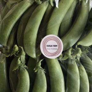 【栽培中農薬不使用】糸島スナップエンドウ(1キロ)※露地栽培※