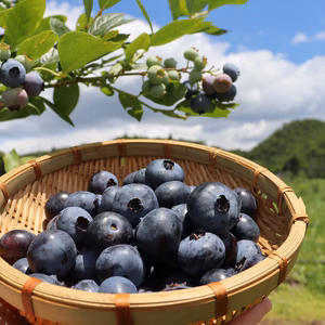 仙台市秋保産｜ブルーベリー｜農薬不使用　120ｇｘ4パック合計480ｇ