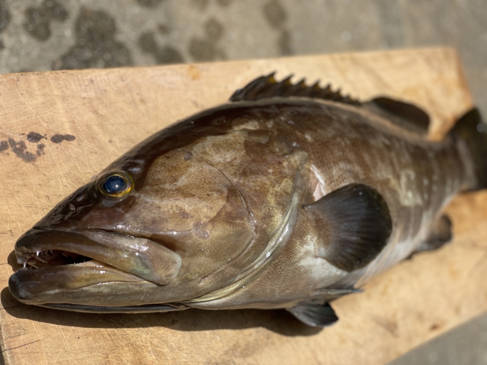 松島産 幻の天然クエ 捌き済み 冷凍 農家漁師から産地直送の通販 ポケットマルシェ